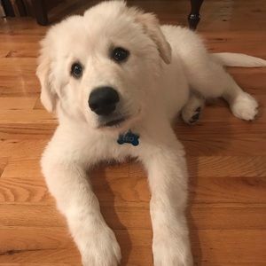 Meet your Posher, Tina